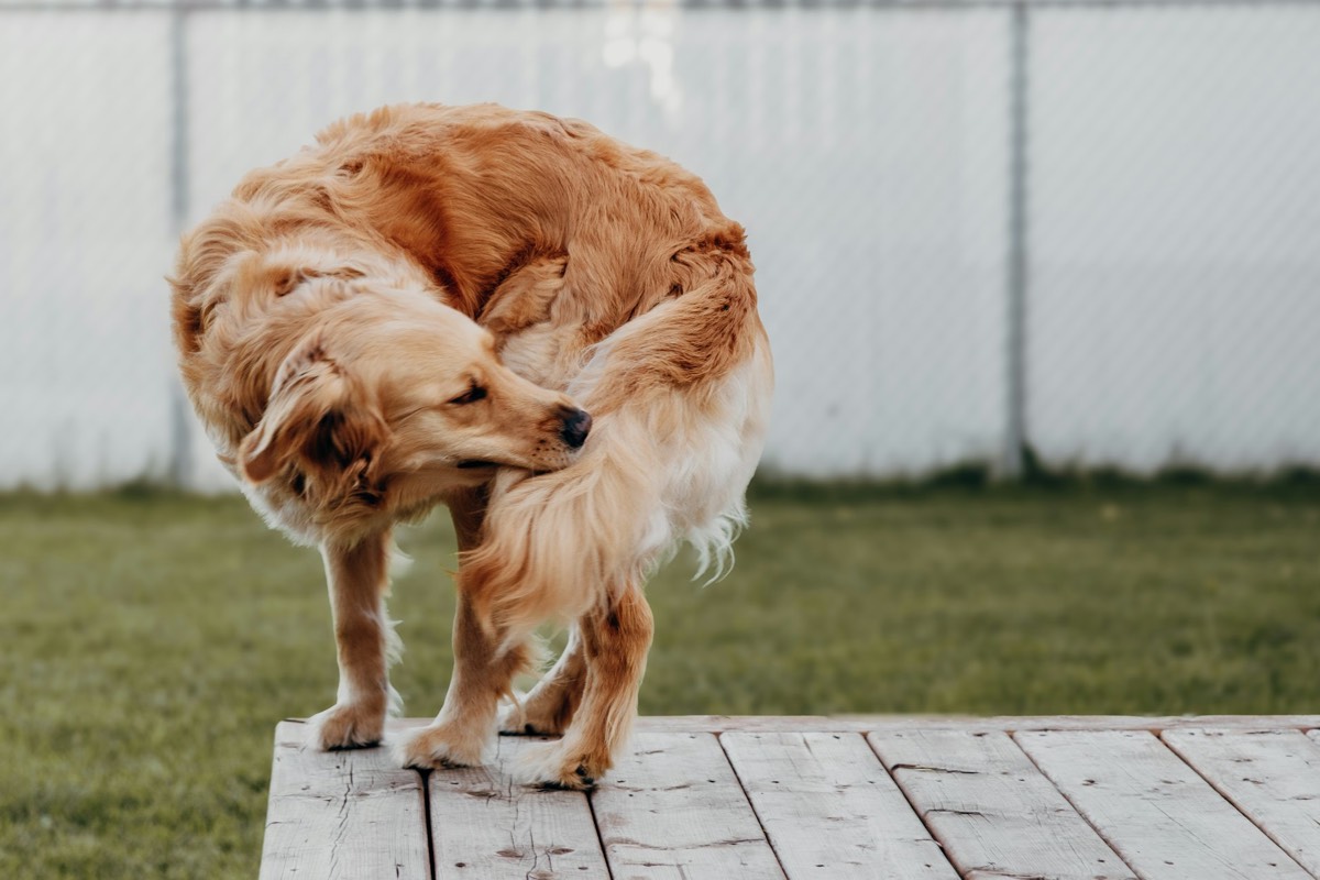 Chien qui se gratte le flanc