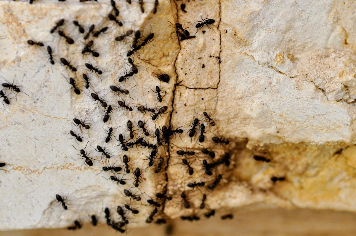 Colonne de fourmis sur une pierre