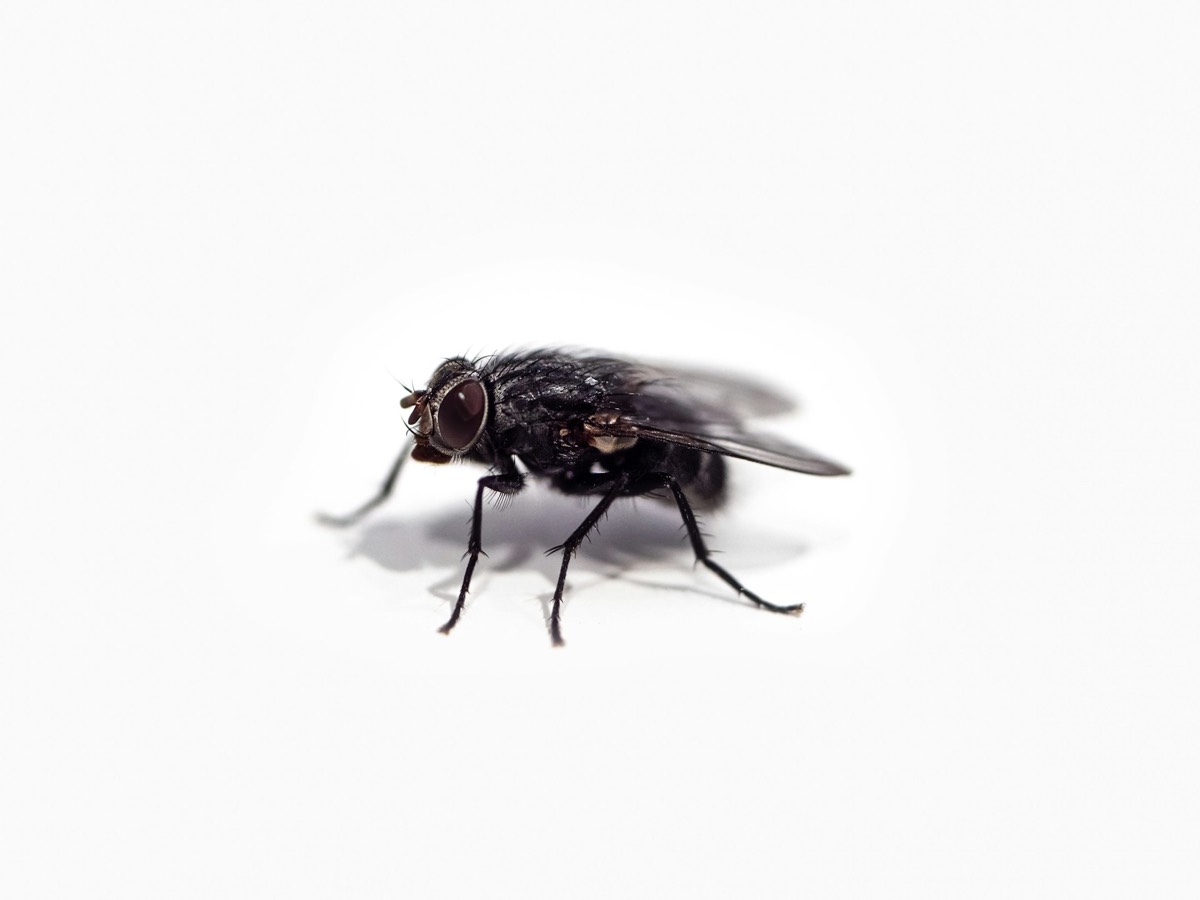 Mouche domestique sur fond blanc