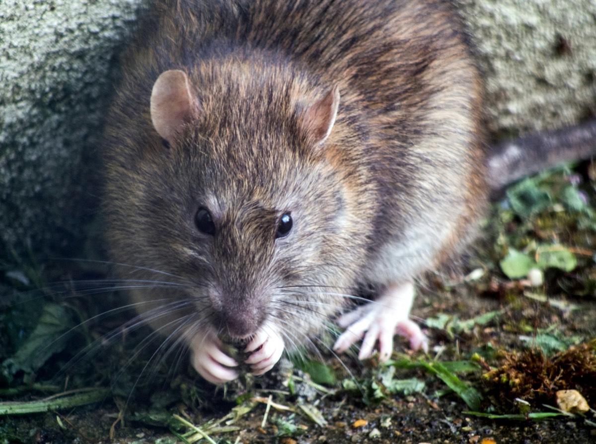 Rat brun sauvage dans l’herbe
