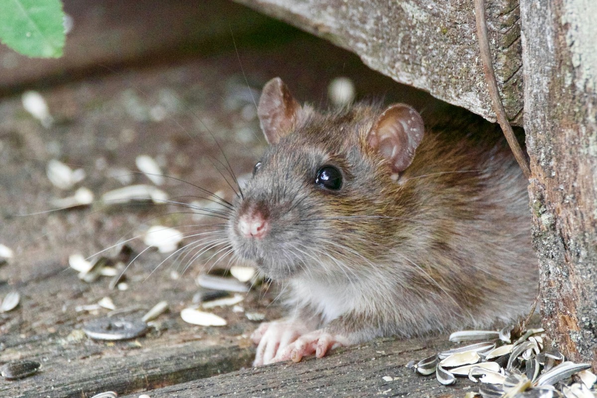 Rongeur sortant d’une fente entre deux planches
