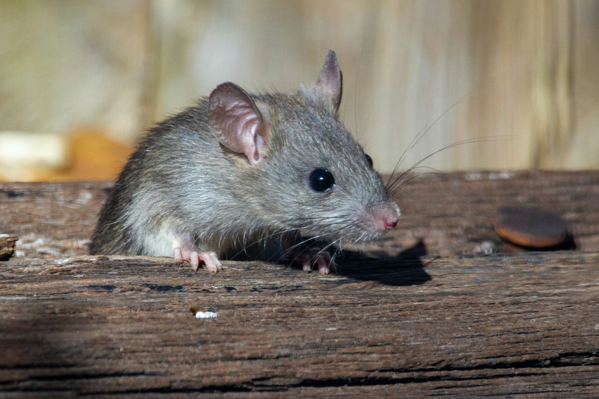 Souris grise sur une planche de bois